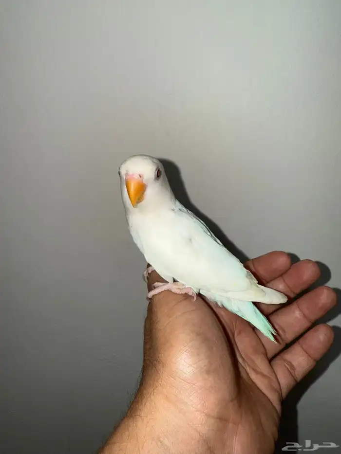 روز البينو اليف 3