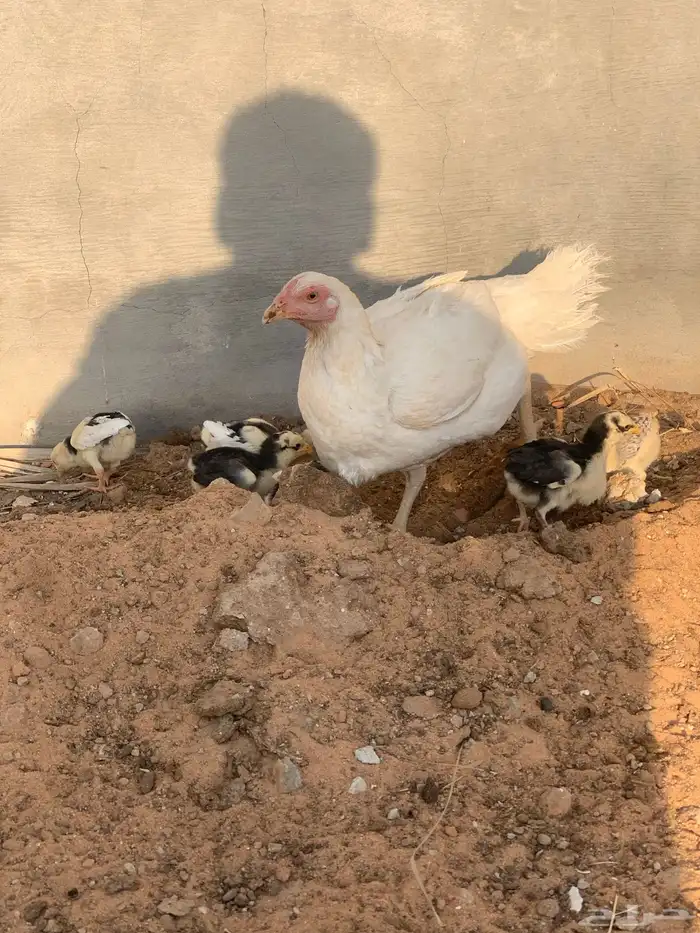 دجاجه فارسي مع فروخه 0