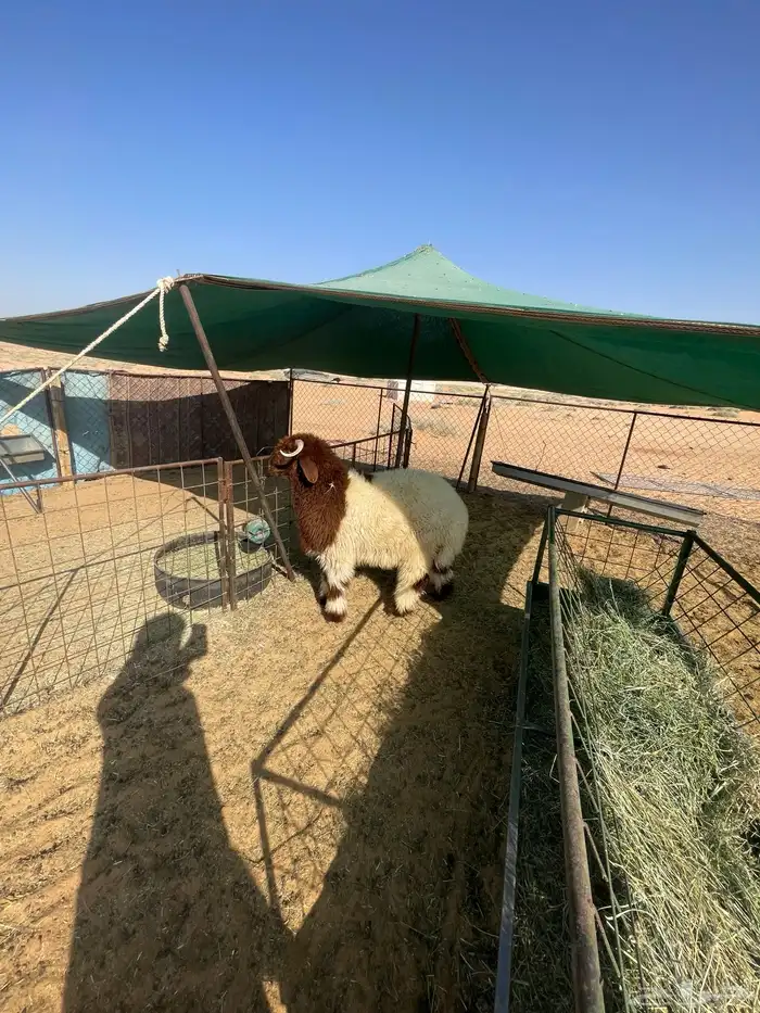 خروف نعيمي فاخر العمر 6 شهور 3