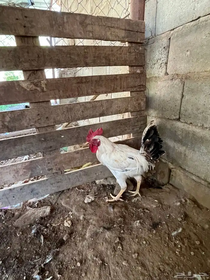 العدد 11 ديك من 25 1