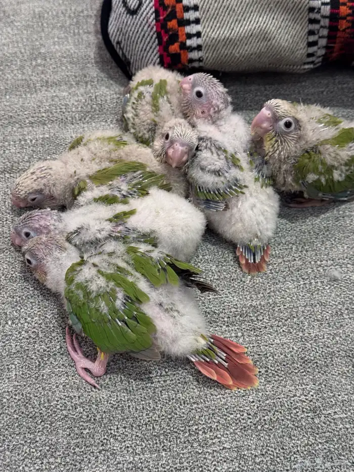 فروخ كنيور (((تم البيع خارج الموقع))) 0