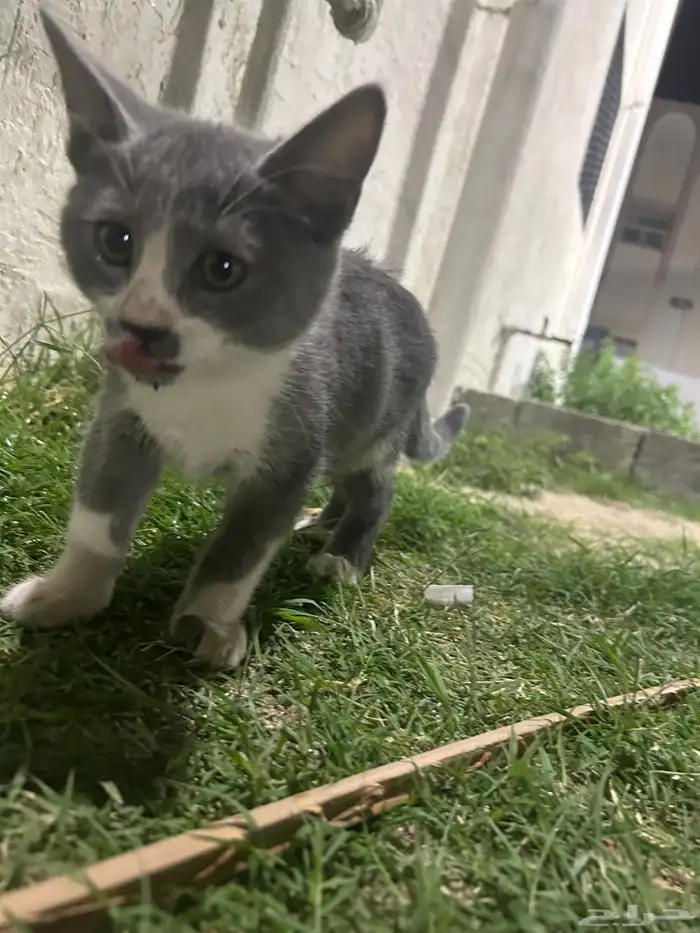 قطة صغيرة ذكر أليفه جدا 3