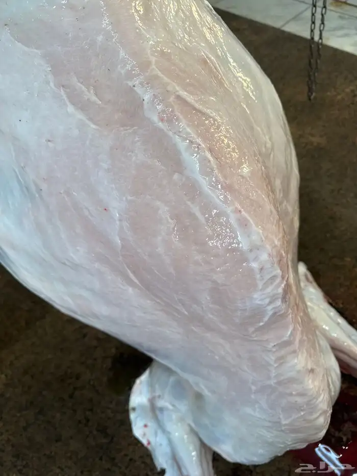 لباني مشروط عمره (4) والطعم حلو وتحدي مضمونا ف الصحن 2