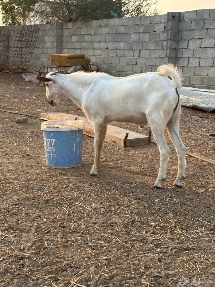 تيس اعفر للبيع 3