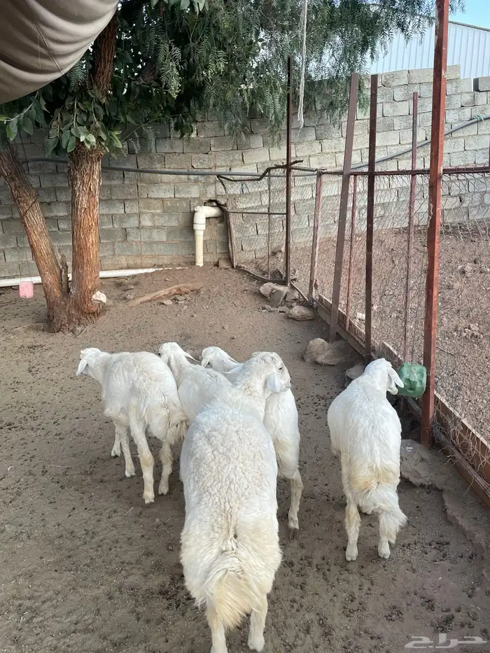 خرفان مشروطة فل شحم 1
