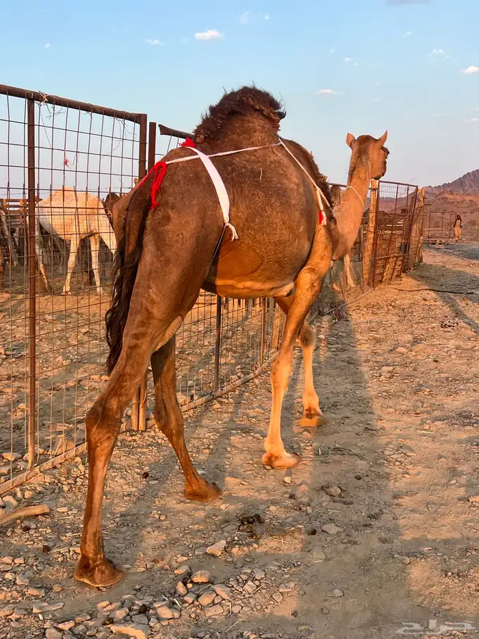 بكره حمرا ساحليه تملى السطل ب 12500 تم البيع 1