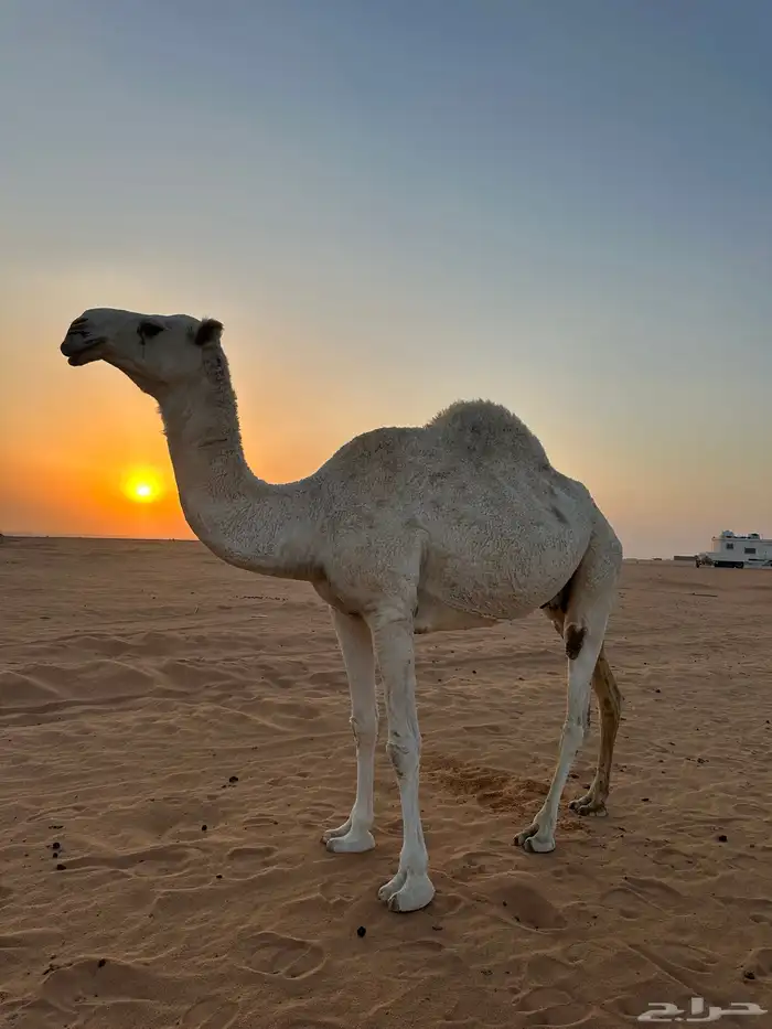 ناقة ضروبة وضحى للبيع 0