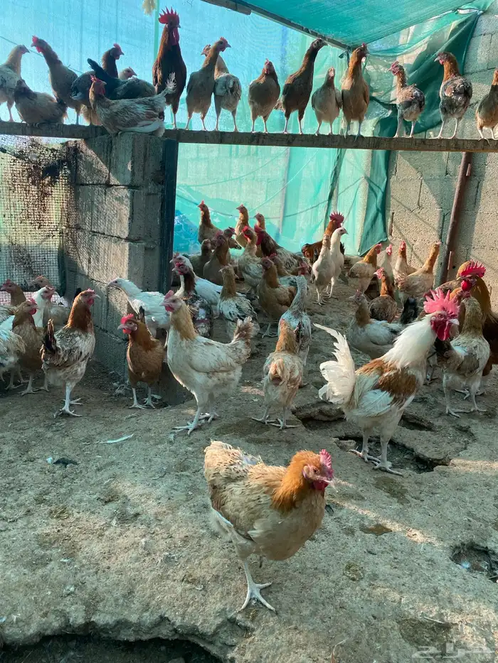 للبيع دجاج وديوك بلدي عمر حول ثمان شهور 0