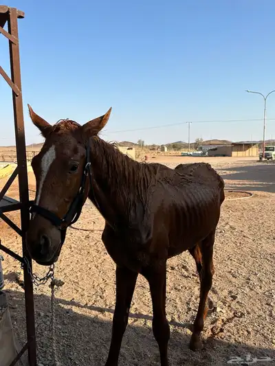 مهر انقليزي index