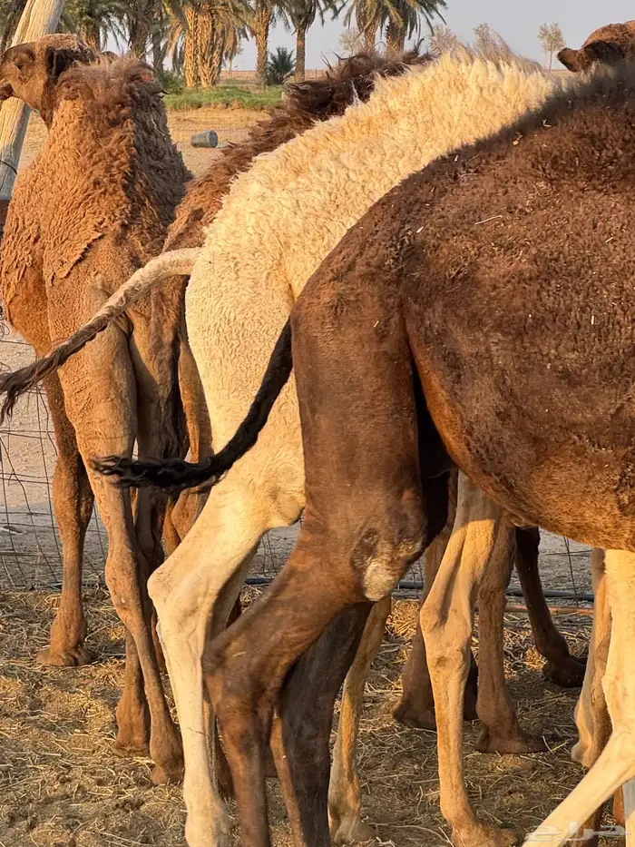 حشو طيبه للبيع 3