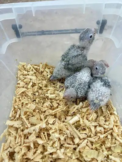 فروخ كنيور اناناس حجم وتقبل الغر بسهوله index