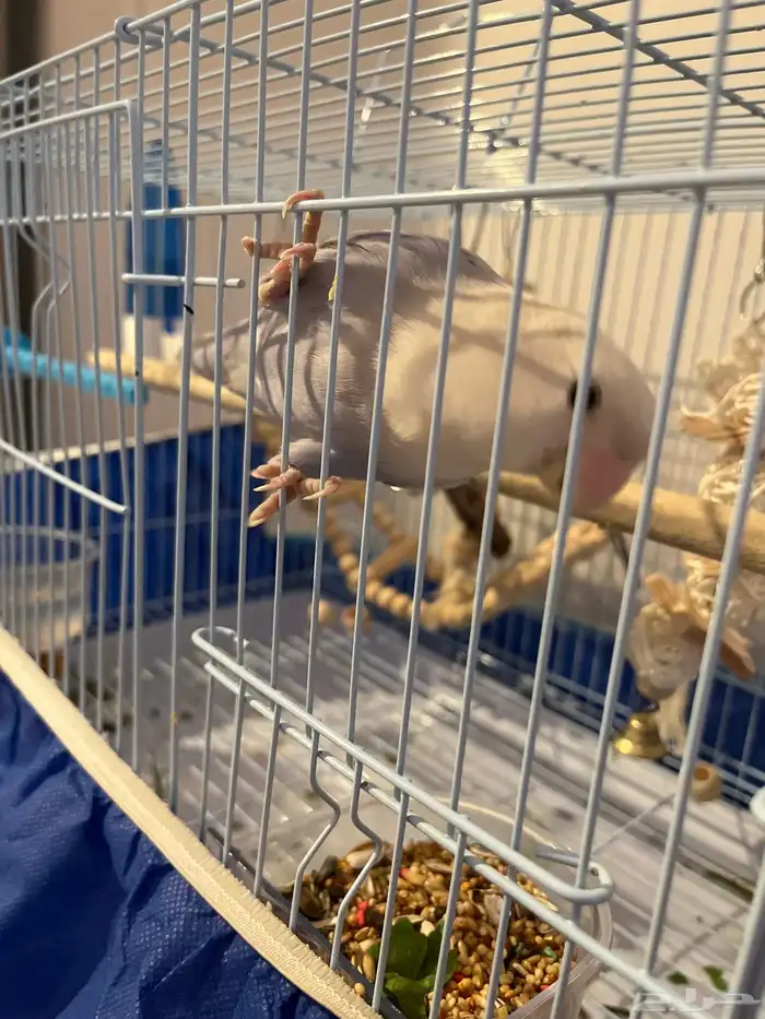 بغبغاء روز انثى تربيه 0