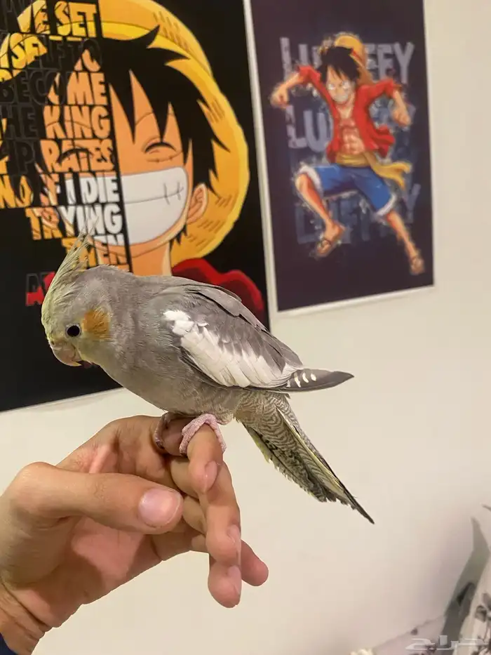 طير كروان أليف جدا  لعوب 1