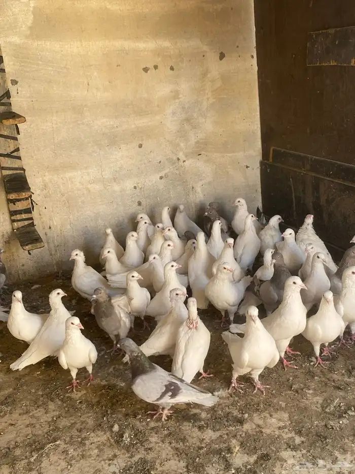 حمام عشه وحده 2