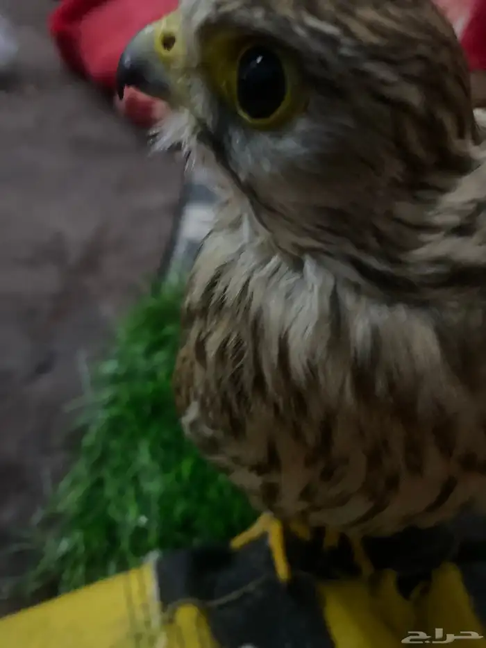 باشق سعره 50 2