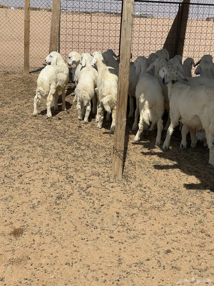 بهم حري للبيع 0