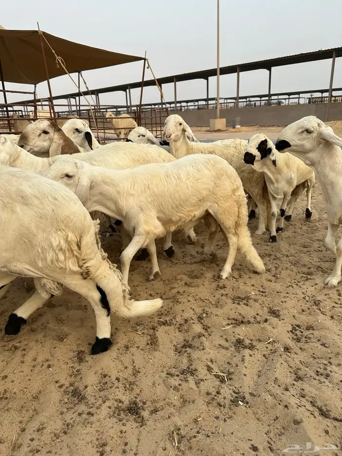 للبيع سواكن مرابي كفو 1