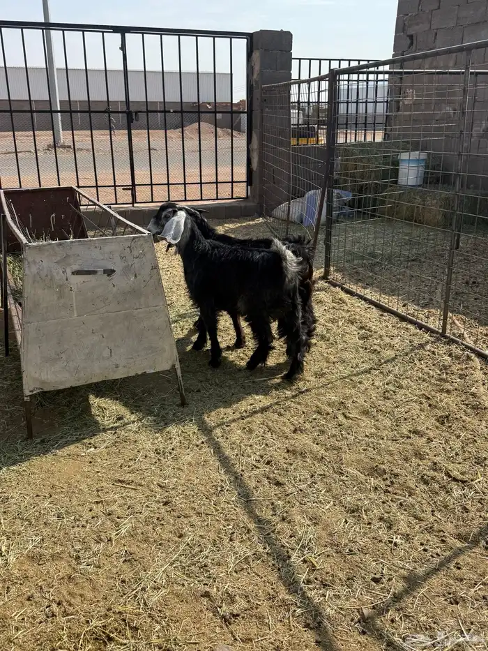 للبيع جفار ذبايح 10