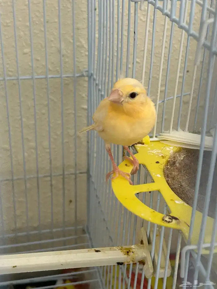 كناري للبيع 5 حبات الدمام 1