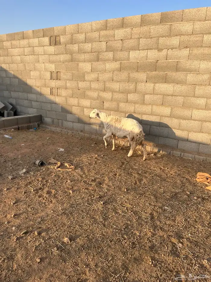 عرض حريه فل شحم وحايل شرط سنها تامه 2