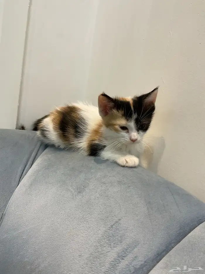 قطط للتبني 1