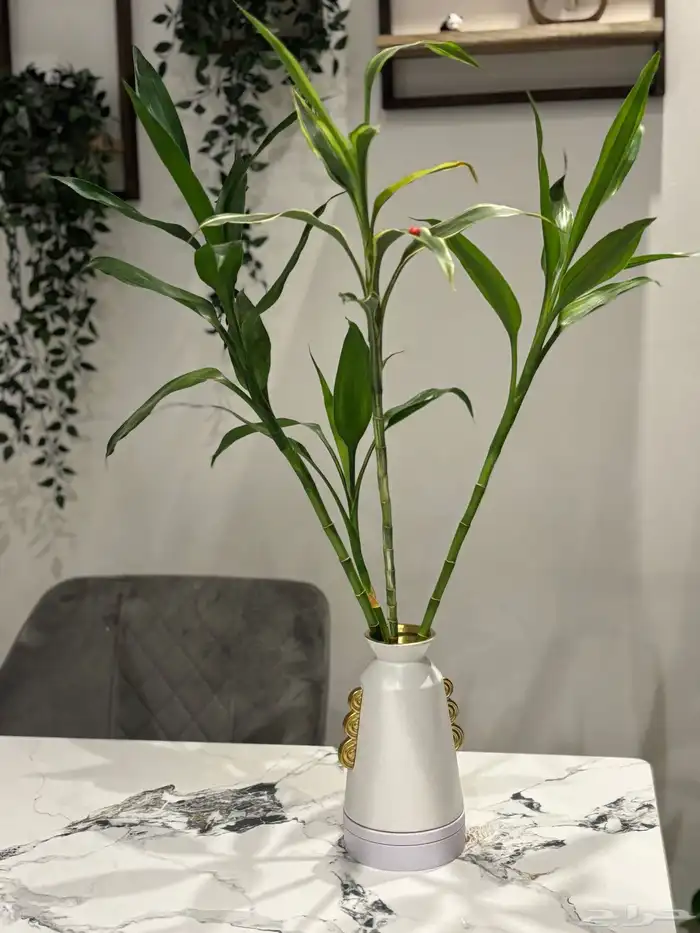 مزهرية نبات البامبو 2