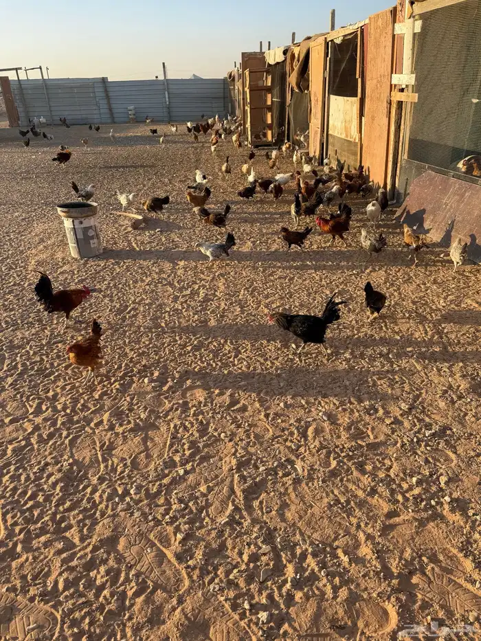 دجاج وديوك للبيع بلدي وفيومي 0