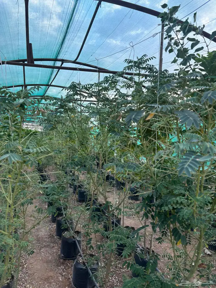 اشجار نيم وخبيز واكاسيا وسدر بلدي 12