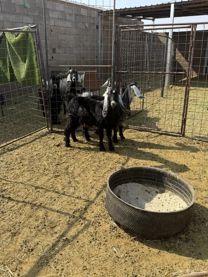 للبيع جفار ذبايح 7