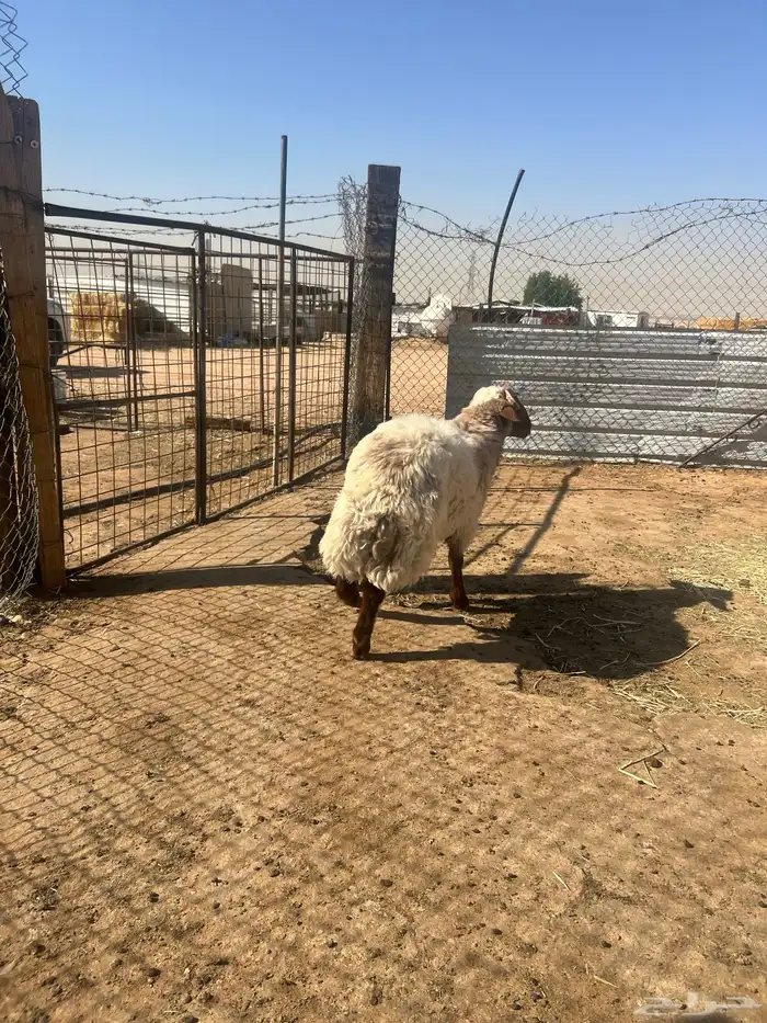 هرافى خرفان فل شحم 1