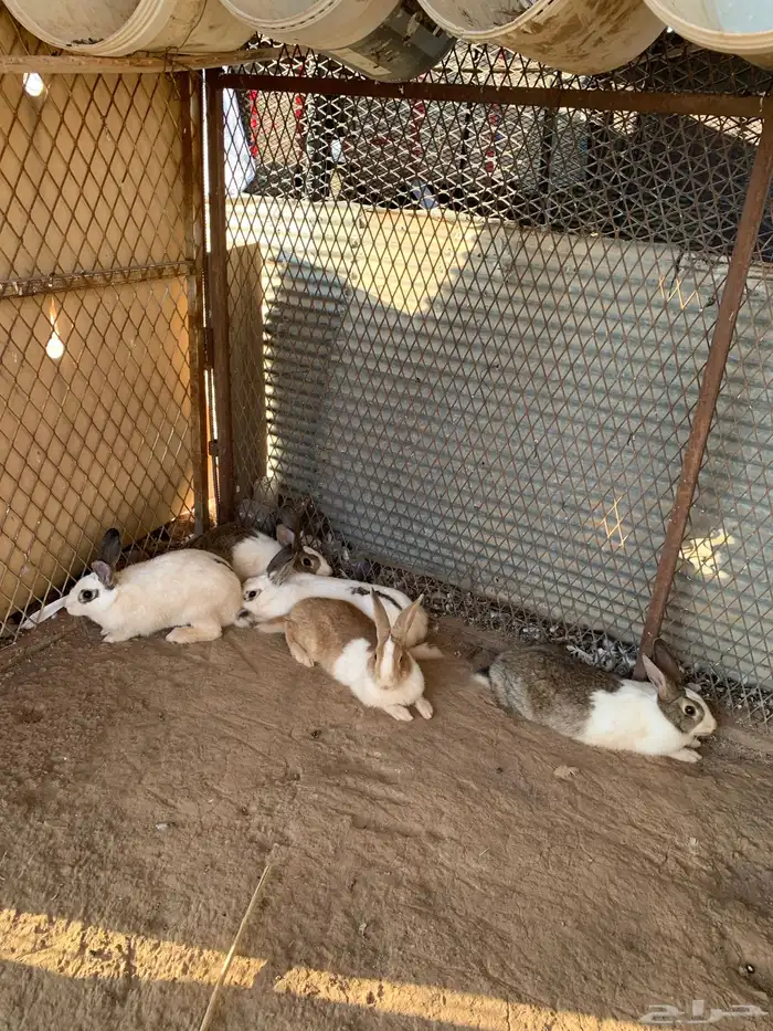 ارانب بلدي 1