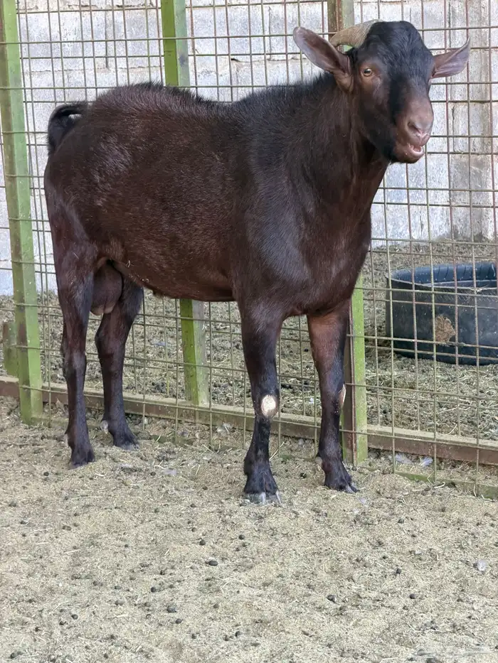 ماعزمرسيانو فاخر من الآخر 1