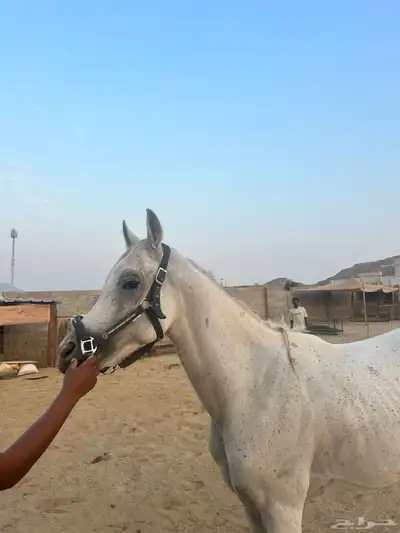 حصان واهو للبيع index
