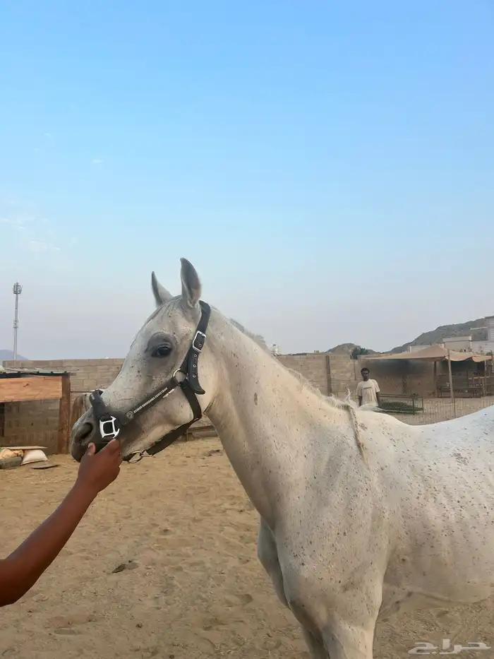 حصان واهو للبيع 0