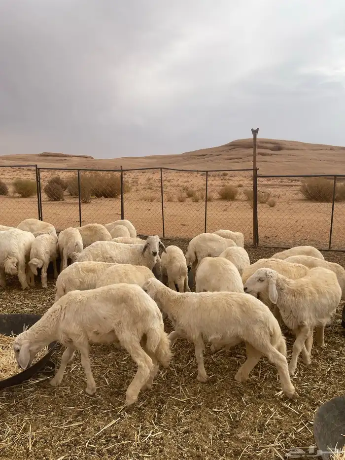 خرفان حريات 8