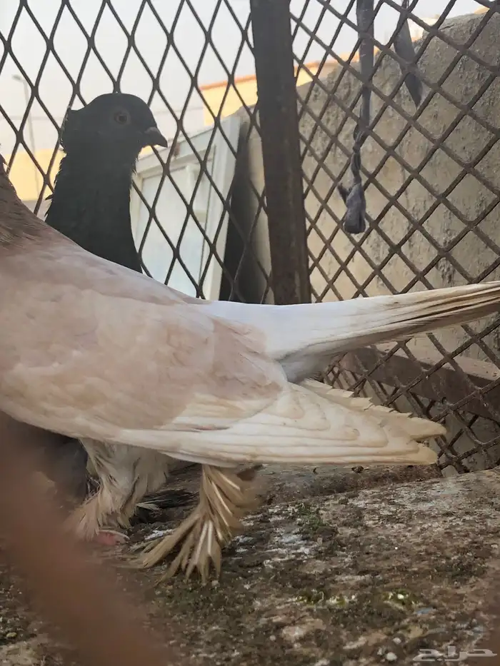 زوج هجين صنعاني  روماني 3