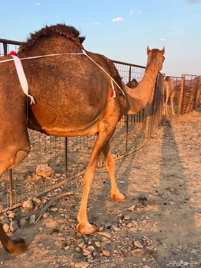 بكره حمرا ساحليه تملى السطل ب 12500 تم البيع 2