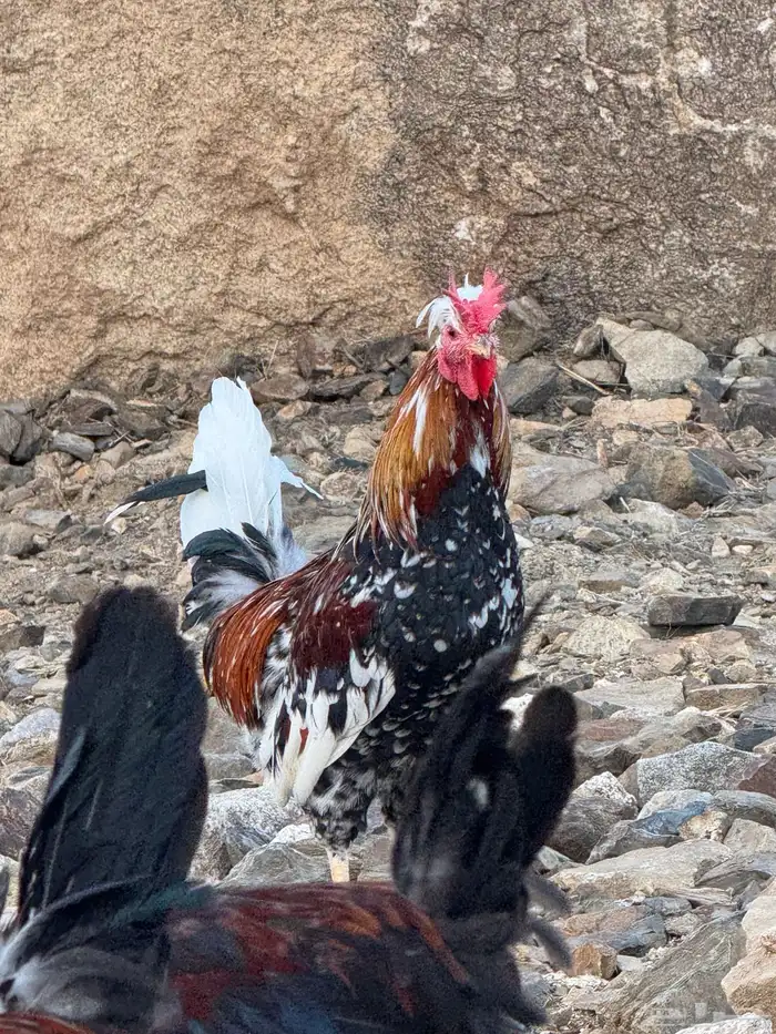 ديوك عربية للبيع - أفرق 16