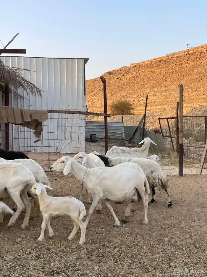 شياة حريات متابيع مقاني 1