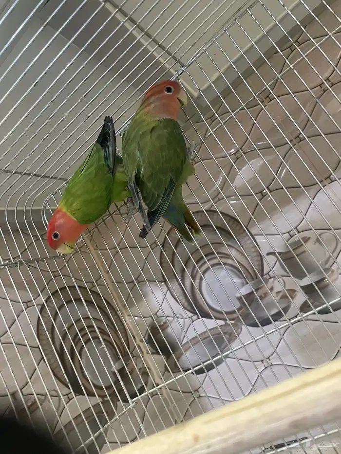 للبيع جوز روز حجم سوبر جامبو منتجين 2