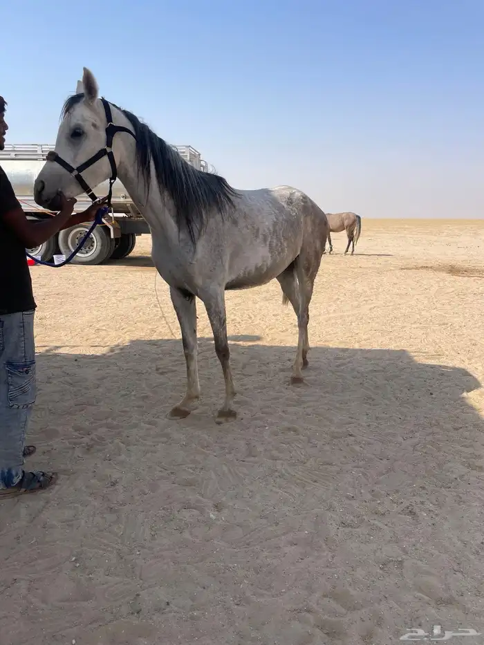 خيل 1
