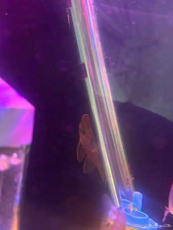 حوض سمك بكل المعدات 3