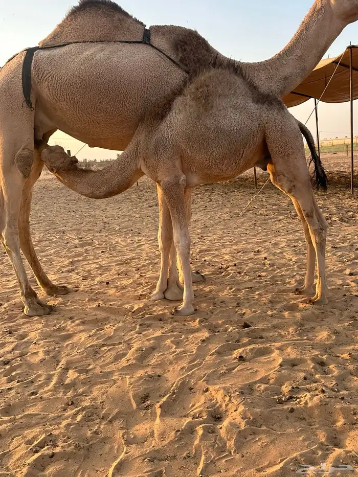 قعود لباني 0