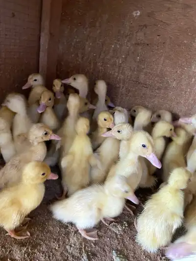 صوص بط بكيني index