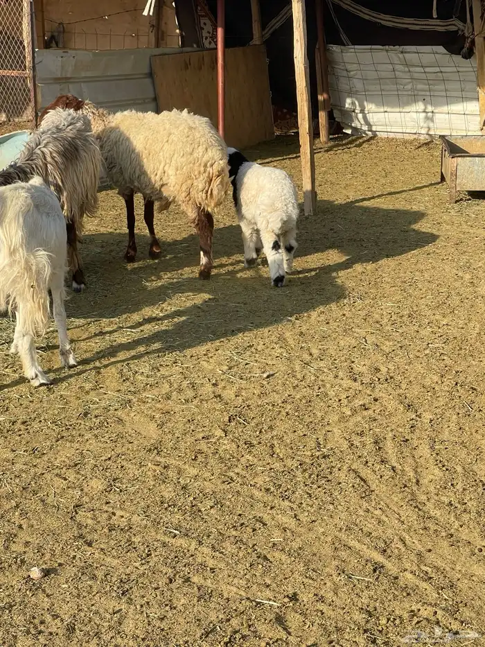 للبيع غنم نعيم مراح واحد جذعات وثناوات دفيع مع فحلها 7