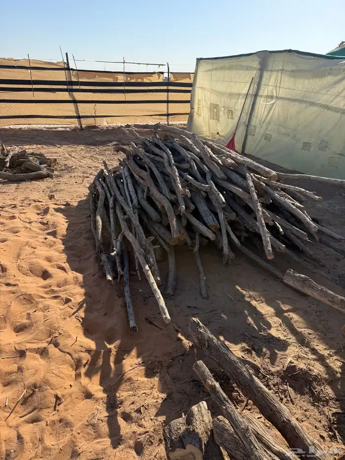 عمدان خشب كرفس 3