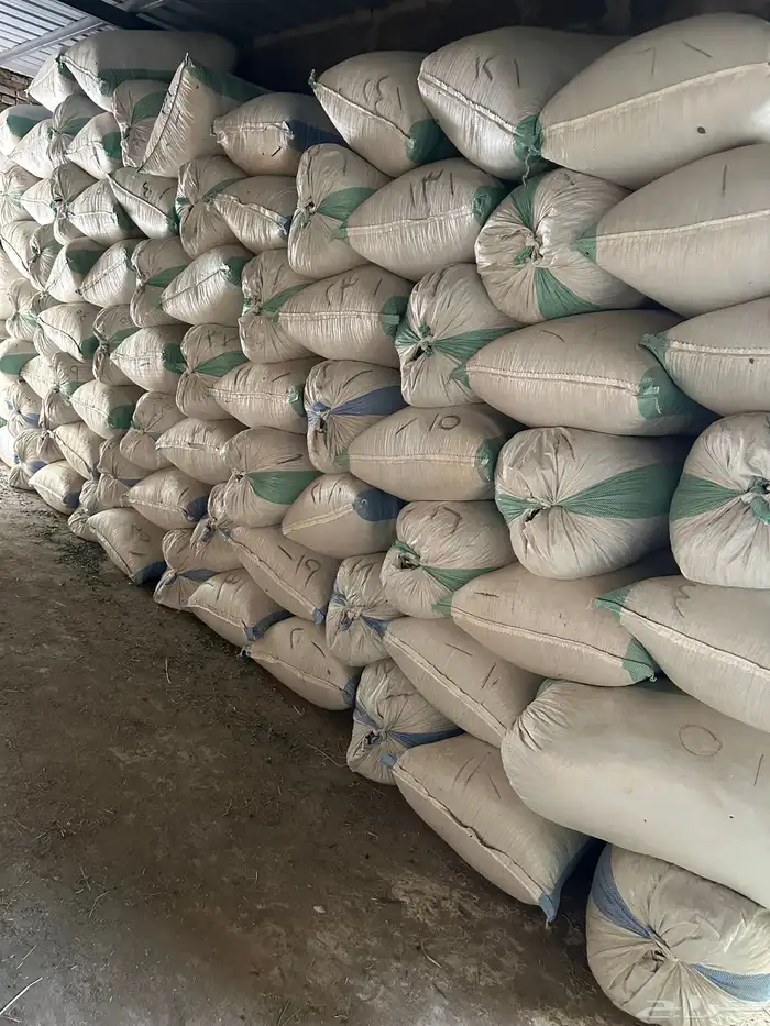 حنا ينبع النخل 1