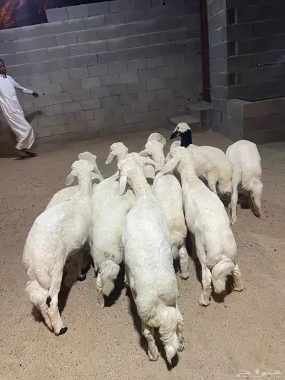 خرفان ورخال index