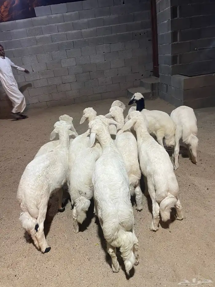 خرفان ورخال 1