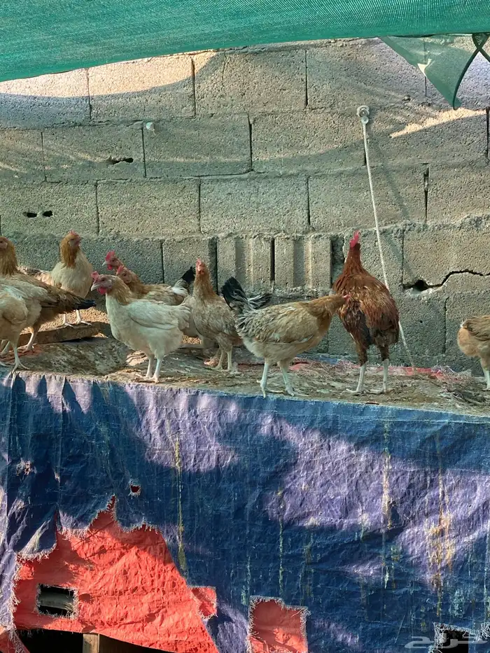 للبيع دجاج وديوك بلدي عمر حول ثمان شهور 1